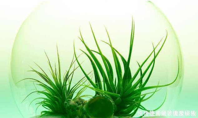 绿萝|太多人不知道,在家里放上这几款植物,既能驱蚊还能吸甲醛