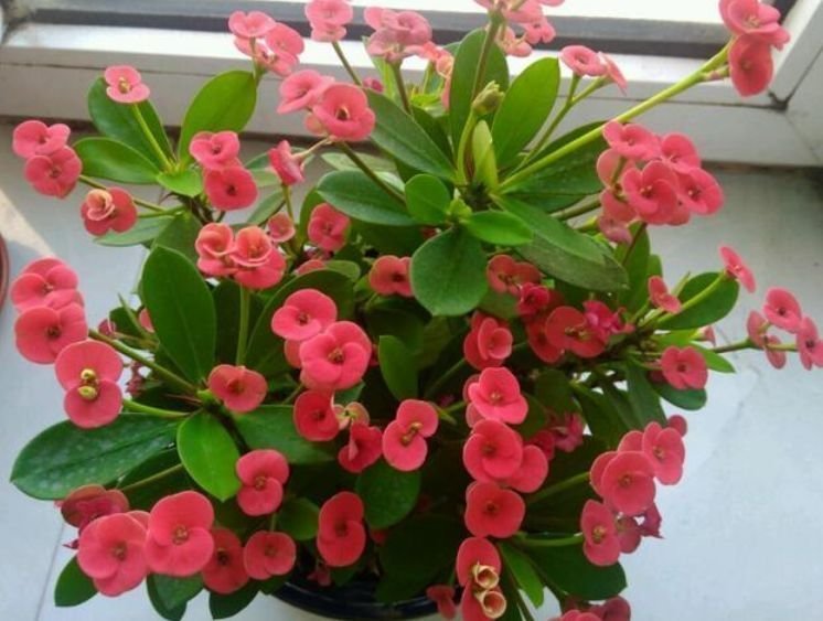 太阳花|4种花现在养刚刚好,开花很漂亮,浇水就疯长,夏季也能疯长不停