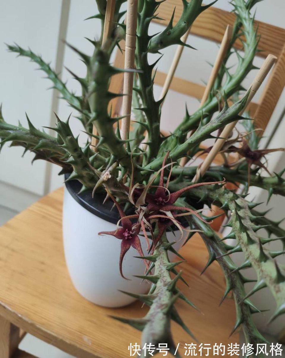 家里养了这花,满屋子都是臭味,家人让我赶紧扔掉