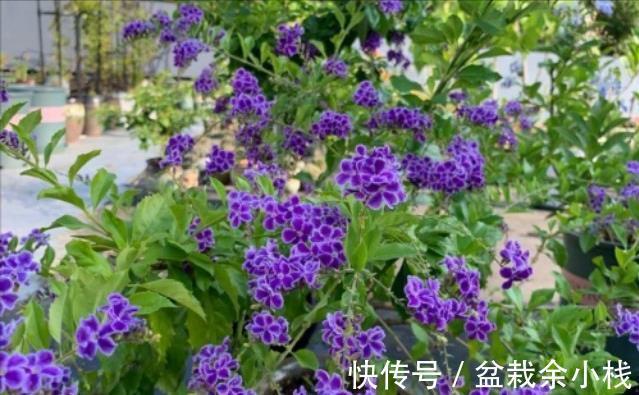 蕾丝|7种“香水花”，养一盆满屋生香，开花180天，好看又贵气