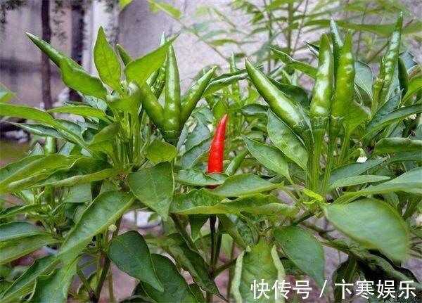 种菜|她在花盆里种了棵辣椒,一年能结7、8斤,第二年长成盆景,又结果