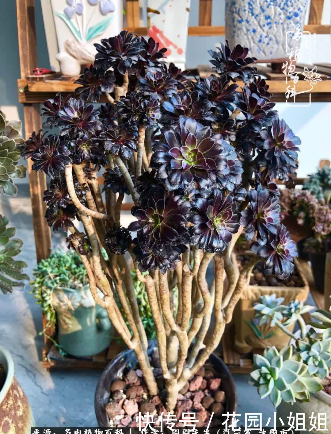 不羡鸳鸯不羡仙,只羡东北来春天!多肉冬去春来!