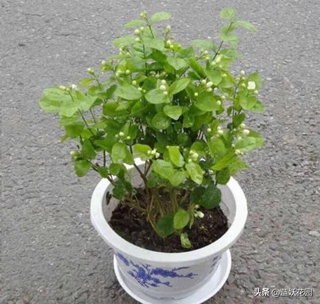 茉莉|茉莉花如何开花多不黄叶简单一招，从夏季爆开到深秋