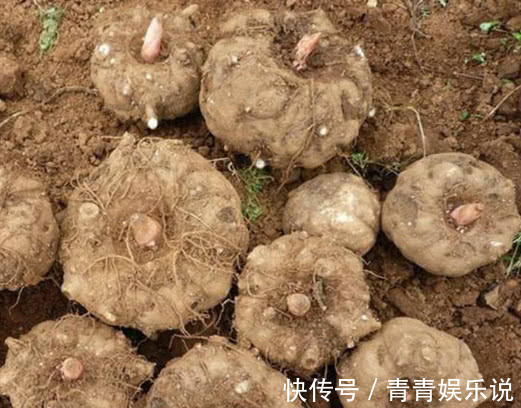 苦瓜|糖尿病碰到“大救星”,堪称天然“胰岛素”,常吃血糖稳降不飙升