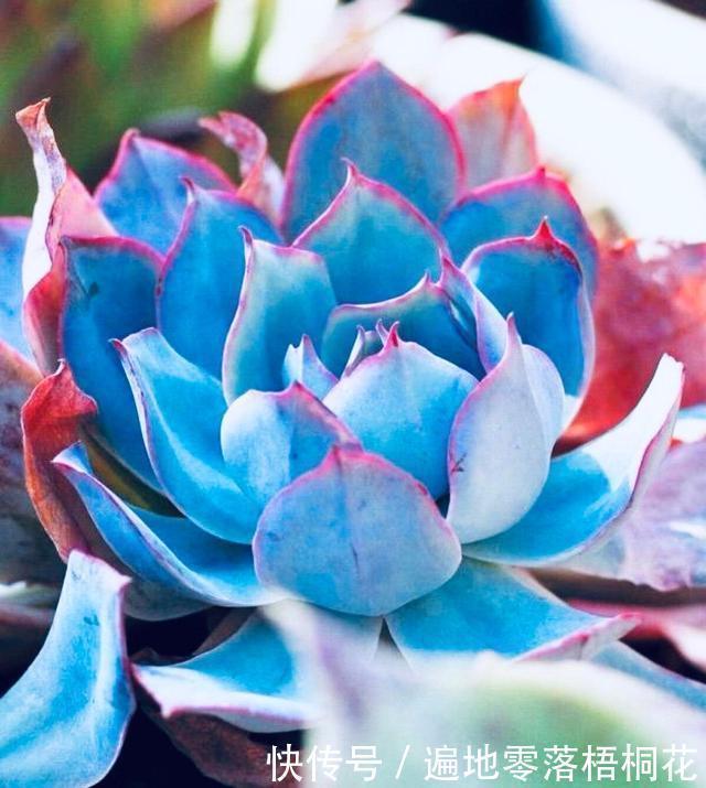 意境|10款意境深远的蓝色系多肉!养成老桩美呆了!越养越爱!