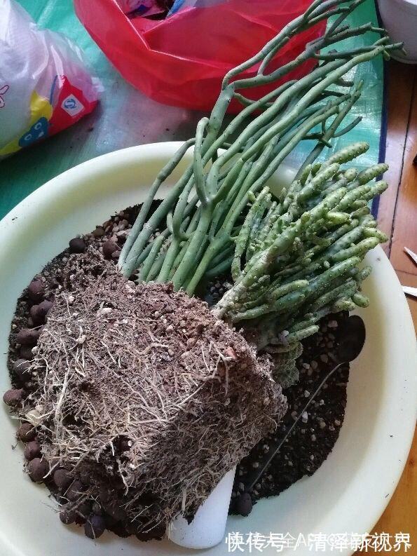 多肉|多肉就得懒人养,水越少越不管,呼呼爆出一大盆!