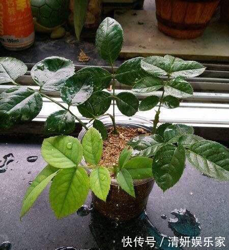 枝条|月季花“扦插后”慎浇水,成活率高10倍,10天长白根,一棵变20棵