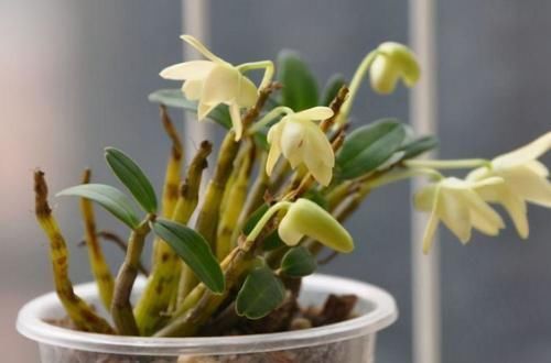 颗粒|它是公认的“养生花”,掌握技巧养好它,随手掐根枝,就能养身体