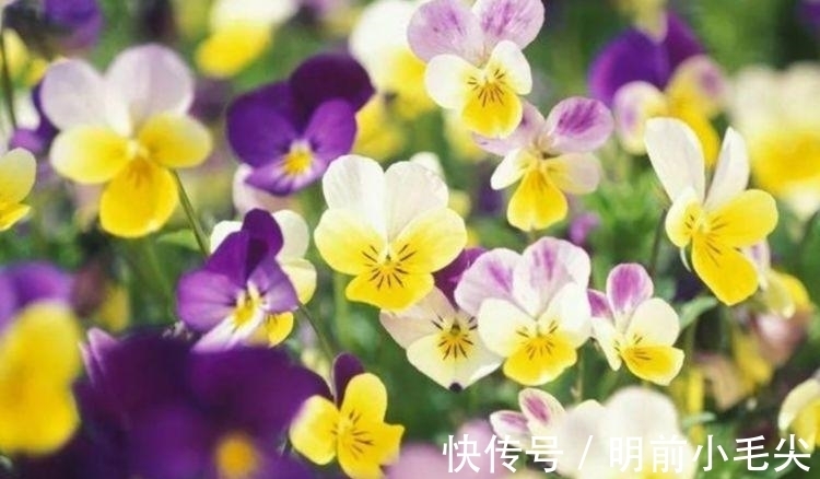 春天就养4种花,越晒越开花,一开就是200天,快养起来吧!