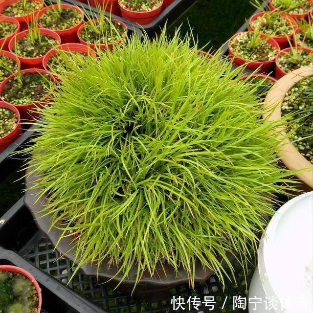 潮湿|院子里的阴凉角落,种上4种花,耐阴开花美,一年四季不用管
