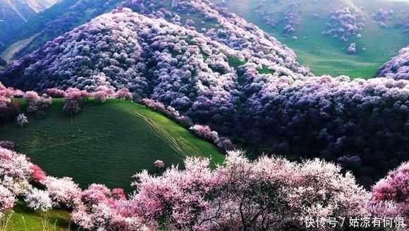 最美的春天叫杏花沟，这里与你有一场风花雪月的约会……