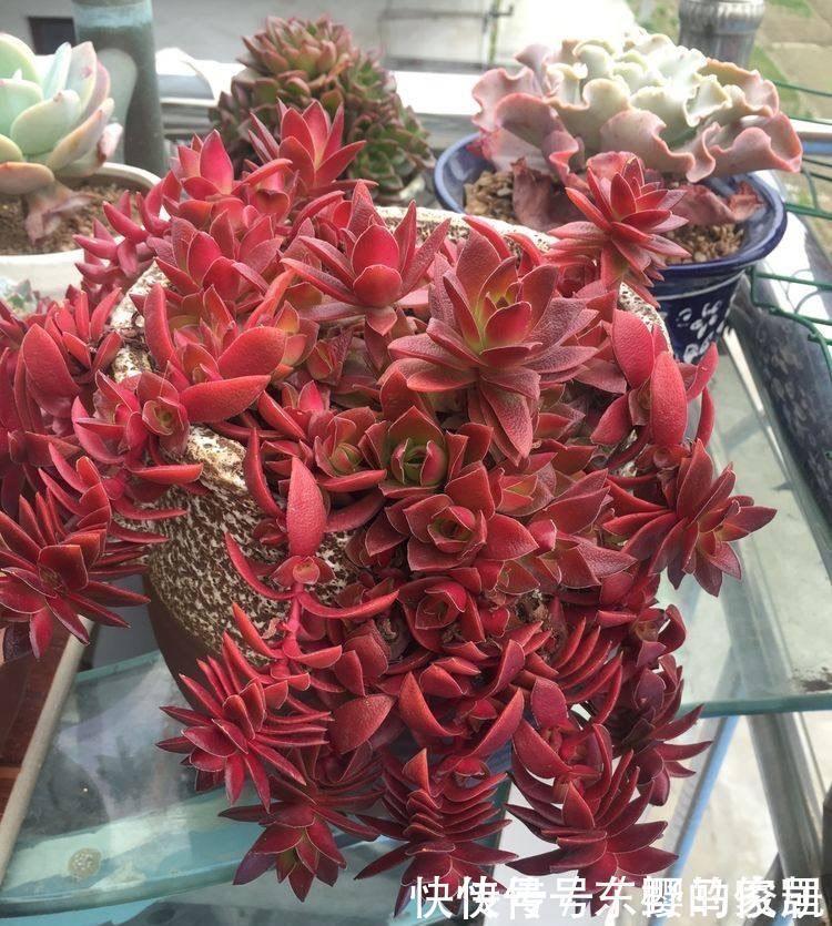 很好养活的3种“多肉”,养出群生养成老桩,真的很美