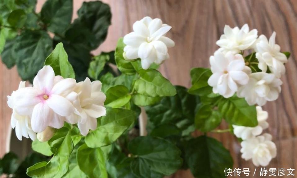 枝条|茉莉花叶片干枯脱落，先别扔，学会1步操作，起死回生冒满新芽