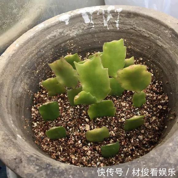 扦插|5种花快扦插,生根超快,1周长出大白根,新手也能插得活