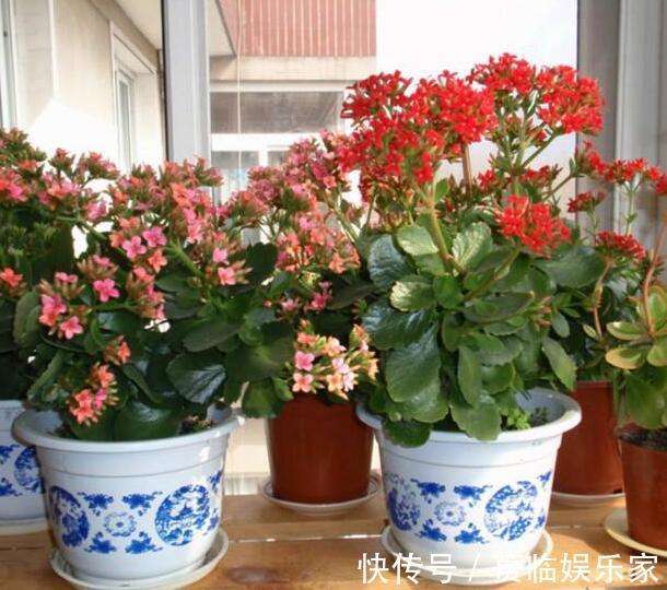 光照|长寿花为什么不开花教你2种养护开花方法,花开不断轻松爆满盆