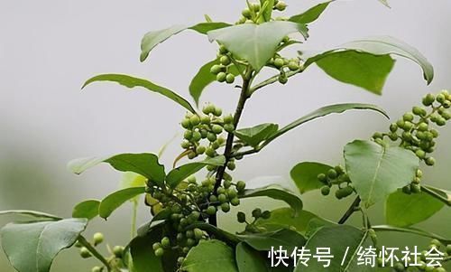 脘腹冷痛|这些野菜你一定见过!营养成分比蔬菜高,属于天然补品,谁吃谁好