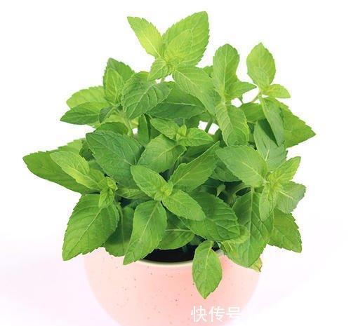 薰衣草|这些植物是蚊虫克星,夏天到了养上一盆,不用买蚊香啦