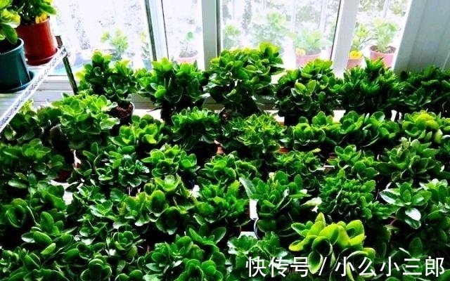 枝条|立秋后养长寿花，3步别落下，还能长成小花树，繁花似锦爆棚惊人