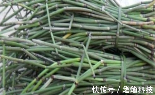 农村|农村里不起眼的野菜，一斤买到50元，对人体有很大的功效！