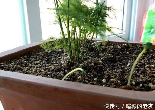 养文竹,掌握2个小技巧,蹭蹭长出一圈小嫩芽,叶子碧绿发亮