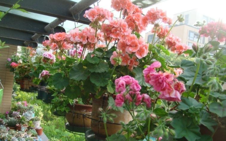 这4种植物不怕“挨冻”,适合冬季露养,状态佳、开花漂亮