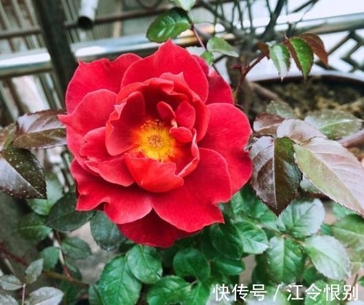 路边有“2种宝贝”,捡回来养花,往花盆里埋,花卉窜出大白根!