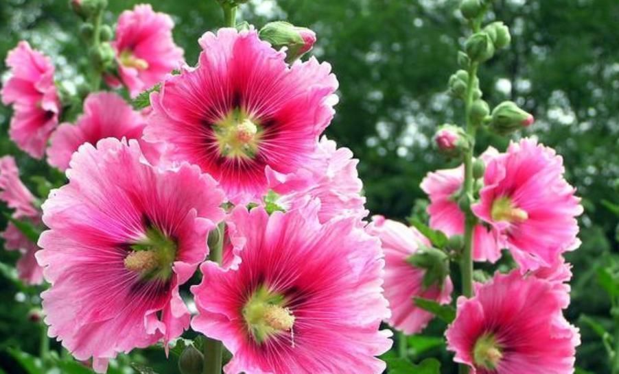 家里养上4种花,全年开花不断,养在阳台,轻松开成花海!