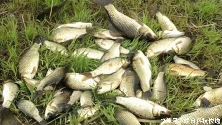 说出来你可能不信，热天钓鲫最不该错过这特效饵，既省钱又好用