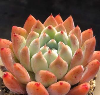 多肉|忘了奥普琳娜吧,养一棵阿尔巴佳人,叶片更肥厚,容易出状态