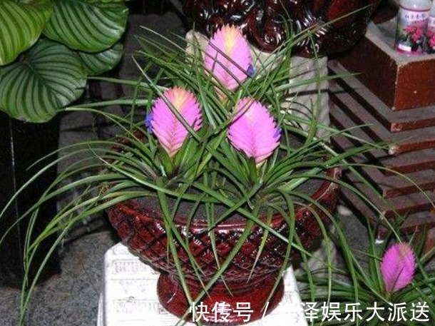 兰科类|铁兰是怎么养出来的老花农无意说出了其中的奥秘，花友们快来学