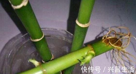 叶子|水培富贵竹，“用水”很关键，做好根系棒，叶子油绿“蹭蹭长”