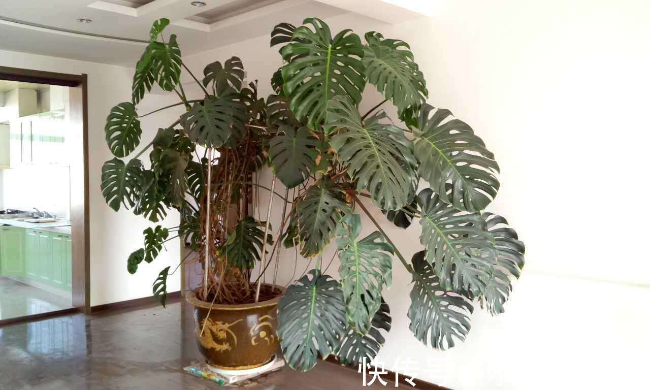 4种“吉利花”,放客厅最合适,好看又镇宅!日子过得红红火火!