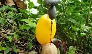 钓鲢鳙选择海竿还是手竿?自配饵料怎么做?这些窍门你了解吗