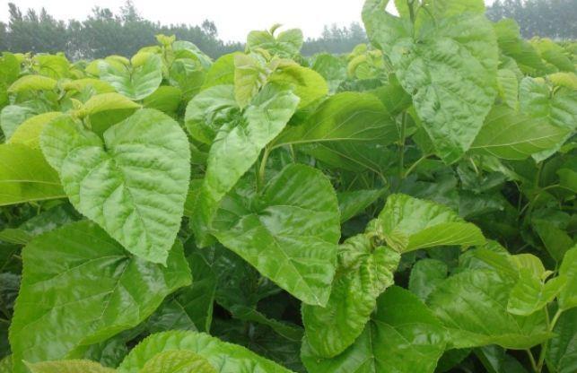 桑叶|睡前用此叶子泡脚，半月下来，解决了很多人的难言之隐，早知早好