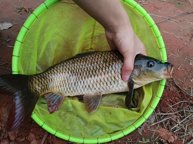 钓位|某些钓鱼人,请你自觉点,这些不齿之事难登大雅之堂,别再丢脸了