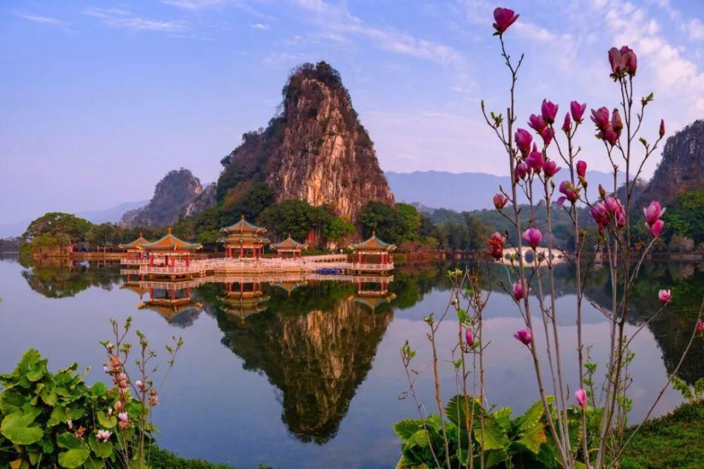 知识|七星岩玉堂春、宫粉紫荆踏春而至，美出新高度！