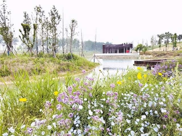 碧水盈盈处|碧水盈盈处 幽芳信意寻——周口沙河湾湿地公园掠影