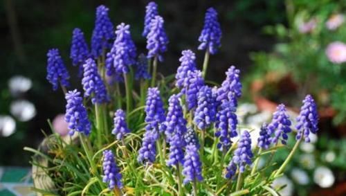  植物|花期超长的4种盆栽花，全年开花，花色绚丽