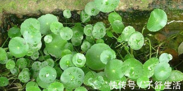 花盆|野外有3种“植物”,遇水就活,非常好养,还能做盆景