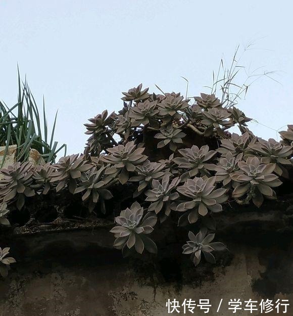 致敬张阿婆，一养十八年，宝石花盆栽成了“墙栽”，胜过九成老桩！