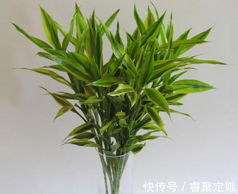 金钱树|这三种花草不适合在阳台养，它们惧怕阳光，可千万别大意了