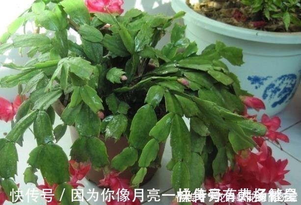 蟹爪兰花芽|爷爷养蟹爪兰，20天长成“胖墩”，学会3个秘诀，比施肥奏效！