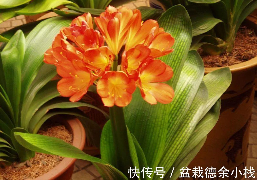 恶习|君子兰盆栽,忌讳这3个地方不走心,养成恶习