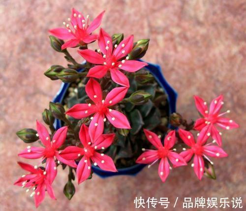 少有人养的冷门多肉,没想到还是个“花仙子”,开花如此惊艳!