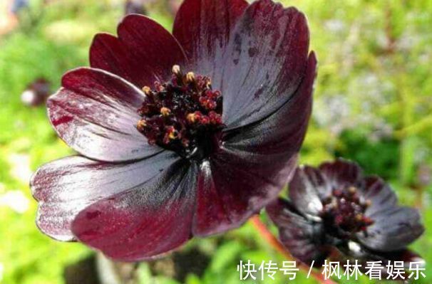 桑蓓斯|喜欢养菊,就试试“精品菊花”秋英,花开巧克力香味,华贵典雅!