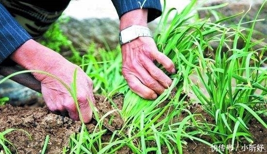 饺子|农村一种菜,割了还能长,包饺子是一绝,人称“洗肠草”