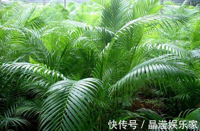 散尾葵|不会养花就试试这几朵花,既好看又好养活,开花更是好看