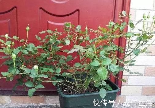 养花却不开花?学会这一招,立马开花爆盆给你看!