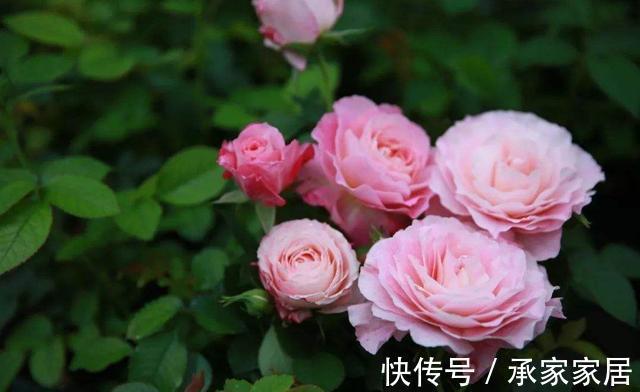 长寿花|农历8月2日开始，养花养个耐看的，开花爆盆花期长，耐晒又耐热