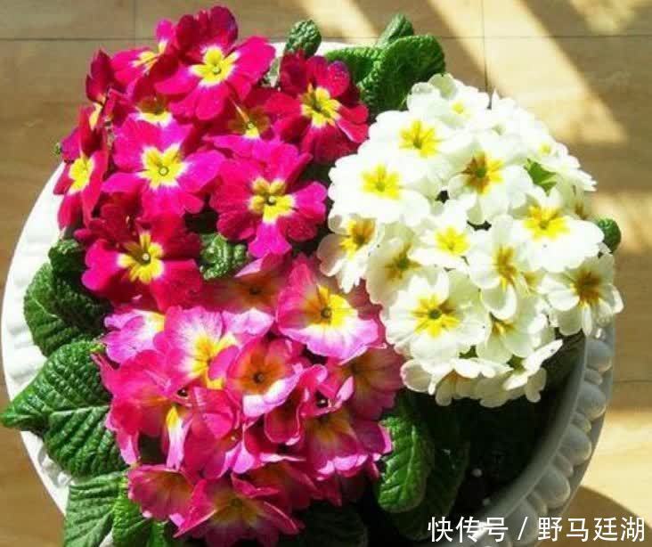 仙客来|“4种花”漂亮又好养，四季花开不断，花量大不操心，越养越喜欢